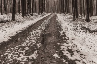 Kış ormanında yol