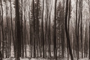 Ormanda, doğada ve ormanda kış.