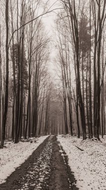 Ormanda patikası olan güzel bir manzara.