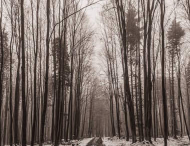 Sisin içindeki orman