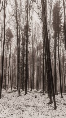 Ormanda kış manzarası.