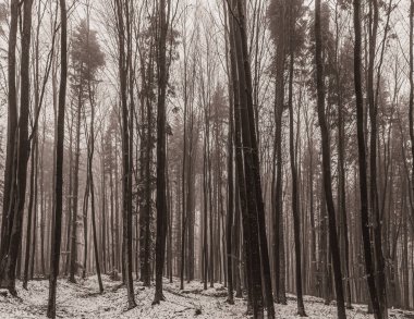winter forest landscape with tall trees