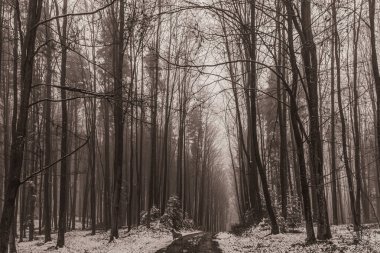 Karla kaplı ağaçlarla kaplı kış ormanı