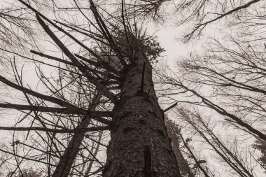 Ormandaki ağaç dallarının siyah beyaz fotoğrafı
