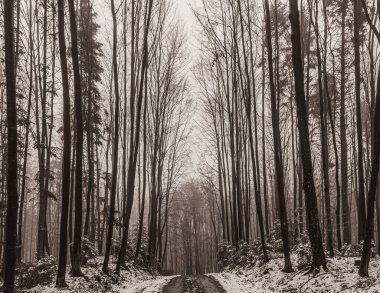 Karlı güzel kış manzarası - ağaçlarla kaplı.