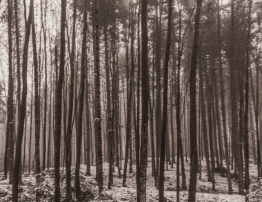 Çam ormanının kışın çekilmiş siyah beyaz fotoğrafı.