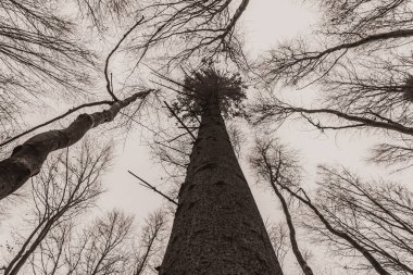 Eski çam ağaçlarının siyah beyaz fotoğrafları