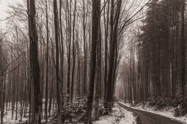 Kışın ormanda bir patika.