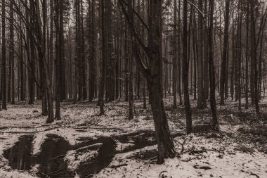 Landscapes, Forest, Carpathians, Photos of nature -Black and white photos, monochrome photos - Europe, Eastern Europe