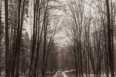 Karda kış ormanı yolu.