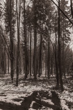 Uzun ağaçlar ve karlı kış ormanı