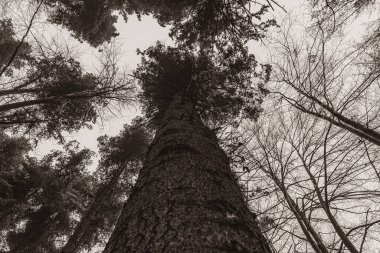 Ormanın güzel manzarası