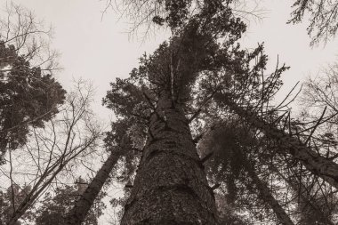 Landscapes, Forest, Carpathians, Photos of nature -Black and white photos, monochrome photos - Europe, Eastern Europe