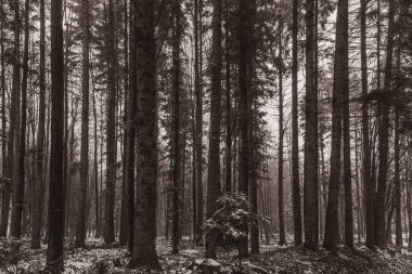 Ormandaki çam ağaçlarının siyah beyaz fotoğrafı