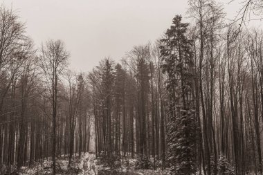 Karpatların dağlarında karla kaplanmış ağaçlarla kaplı güzel kış manzarası.