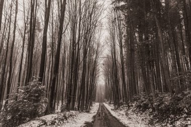 Siyah beyaz kış ormanı manzarası