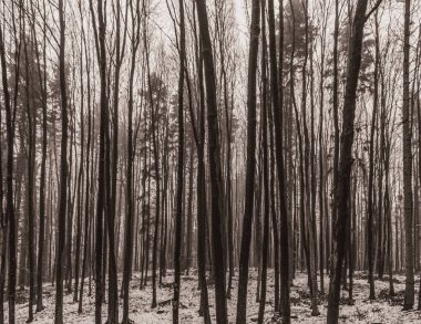 Ormandaki bir ağacın siyah beyaz fotoğrafı.