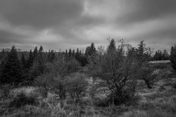 Landscapes, Forest, Carpathians, Photos of nature -Black and white photos, monochrome photos - Europe, Eastern Europe