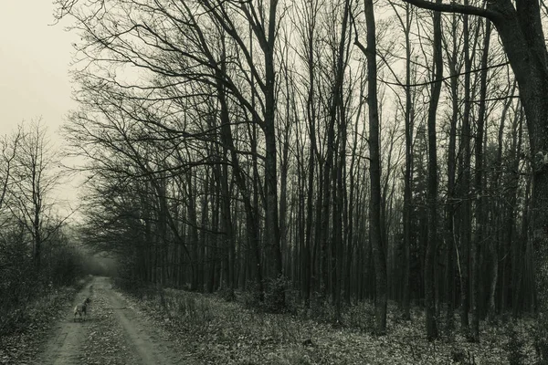 Güzel sonbahar manzarası. Ormandaki ağaçlar.