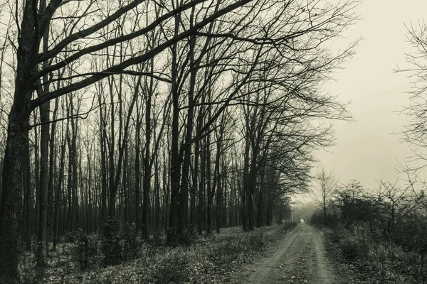 Boş orman yolu sisli bir bahar sabahı.