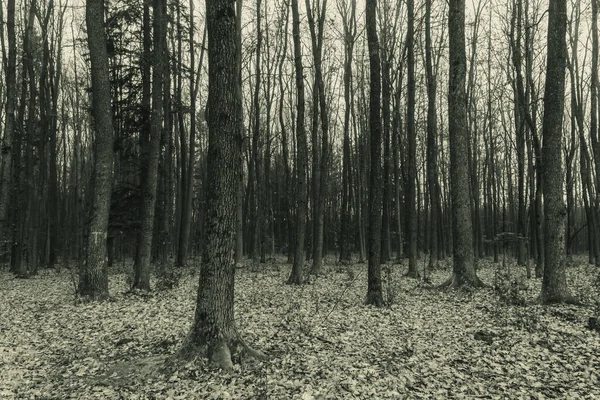 Sonbaharda sonbahar ormanı.