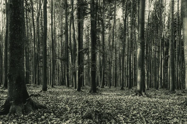 Ormanda siyah ağaçlar.