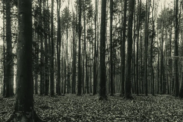 Sonbaharda koyu çam ağacı ormanı