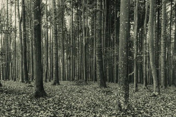 Eski ormanın siyah beyaz fotoğrafı.