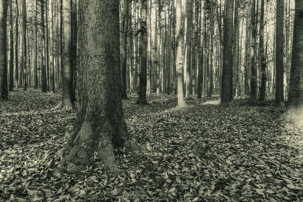 Sonbahar ormanı sabahları
