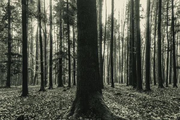 Ormanın güzel manzarası