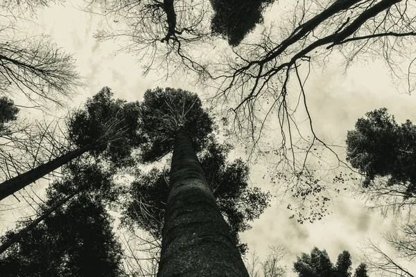 Ormandaki ağaç gövdesi