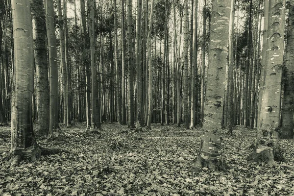 bir çam ormanının siyah beyaz fotoğrafı