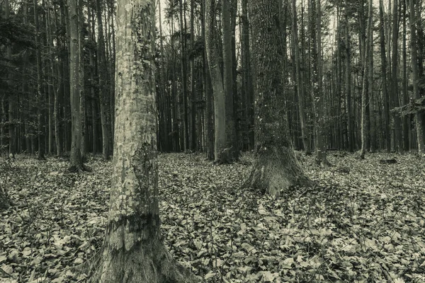 Sonbahar ormanlarında eski ağaç gövdeleri