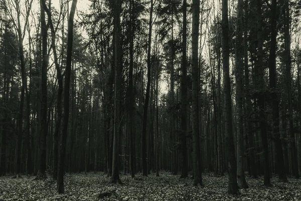 Siyah ve beyaz orman arka plan