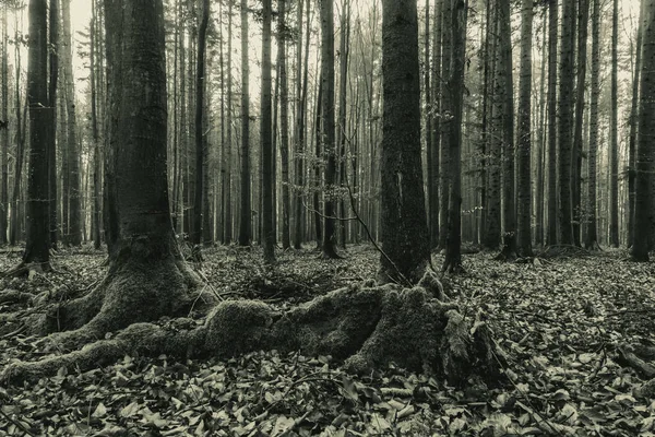 Siyah ve beyaz orman, Polonya