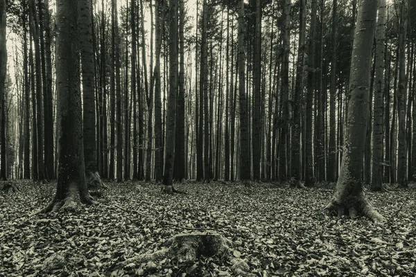 sonbahar karanlık ormanda