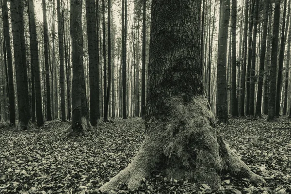 Koyu çam ağacı ormanı, yosun ve kökleri var..