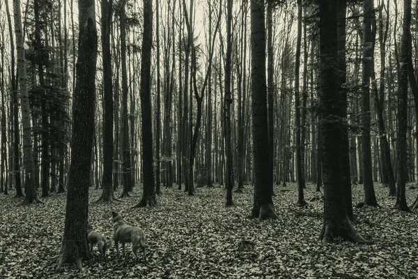 Düşen yaprakları olan karanlık sonbahar ağaçları, siyah beyaz