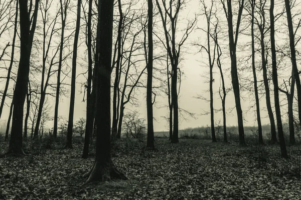 Ormanda sonbahar, dökülen yapraklar, doğa ve orman.