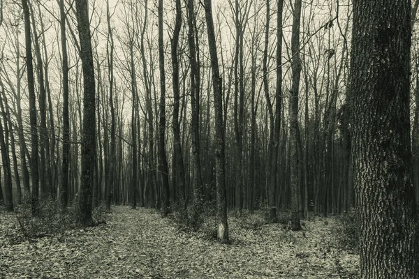 Karanlık bir orman Sonbaharda bir patika.