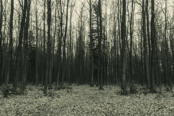 Ormanın sonbaharda çekilmiş siyah beyaz fotoğrafı.