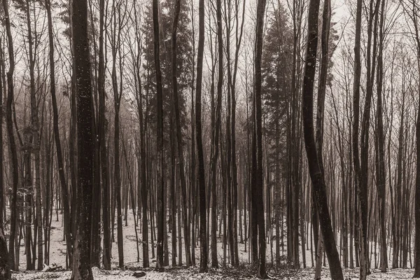 Ormanda, doğada ve ormanda kış.