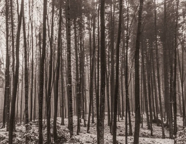 Çam ormanının kışın çekilmiş siyah beyaz fotoğrafı.