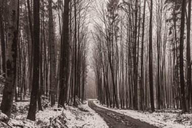 Ormandan geçen bir kış yolu.