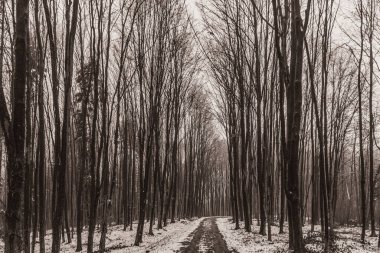 Kış manzarası. Parktaki kış ormanı.