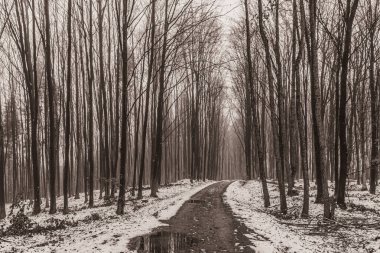 Landscapes, Forest, Carpathians, Photos of nature -Black and white photos, monochrome photos - Europe, Eastern Europe