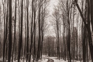 Polonya 'da güzel bir kış ormanı