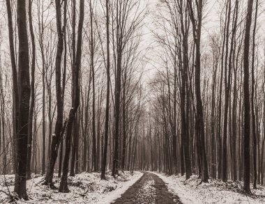 Kar yolu olan kış ormanı manzarası