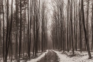 Polonya ormanlarında kış manzarası