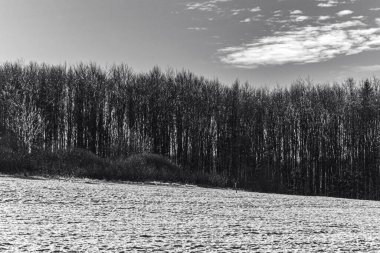 Landscapes, Forest, Carpathians, Photos of nature -Black and white photos, monochrome photos - Europe, Eastern Europe